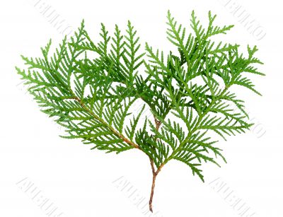 thuja