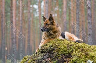 Germany Sheep-dog laying on the stone