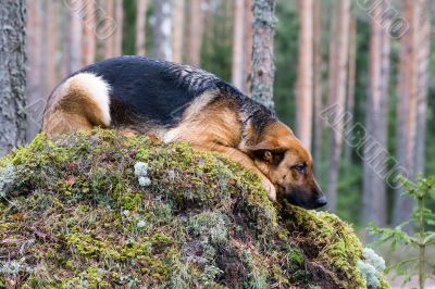 Germany Sheep-dog laying on the stone