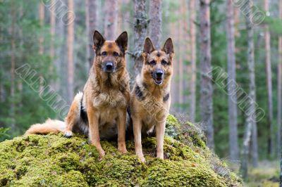 Two Germany shepherds sitting on the stone