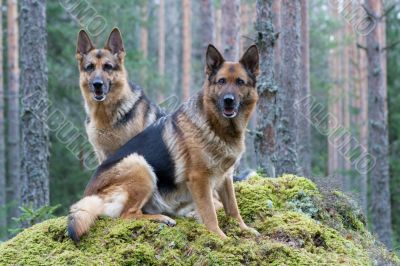 Two Germany shepherds sitting on the stone