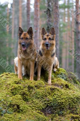 Two Germany shepherds sitting on the stone