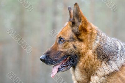 Germany Sheep-dog