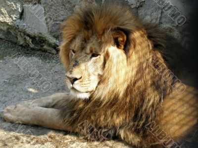 resting lion