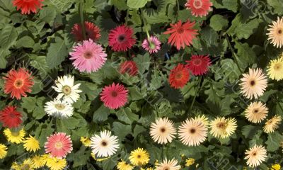 Gerberas