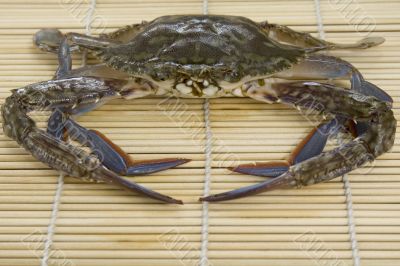 Crab