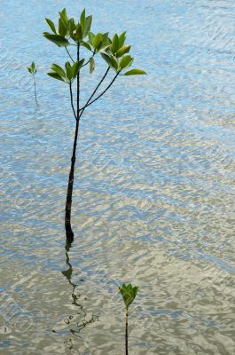 Mangrove