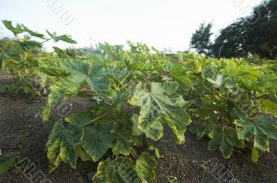 Okra Plantation