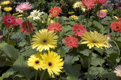 Gerberas