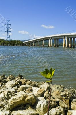 Mangrove