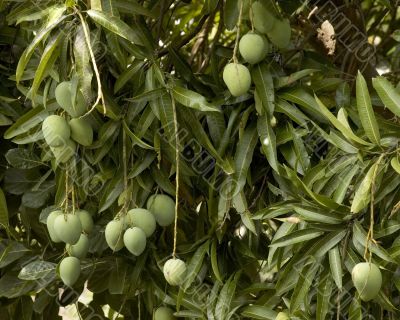 Mangoes