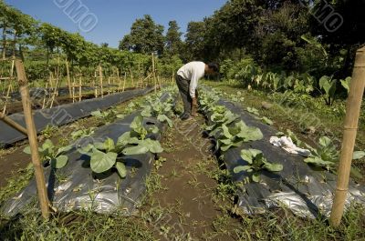 Vegetable Farmer