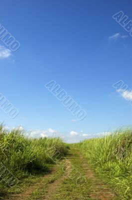 Clouds_Grass