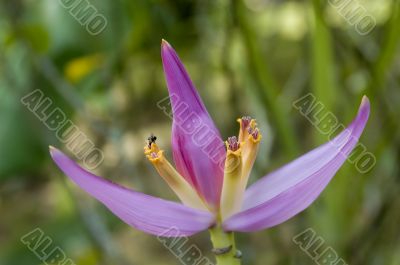 Banana Flower