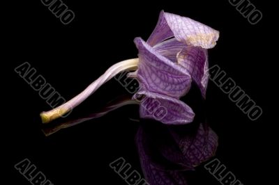 Fallen Orchid