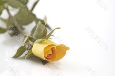 Yellow Rose