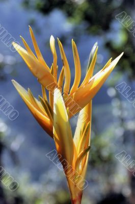 Orange Flower
