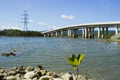 Mangrove Seedling