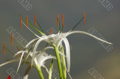 White Flower