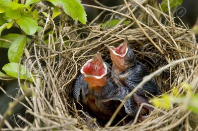 Baby Birds