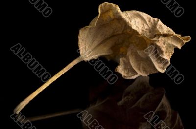 Dry Leaf