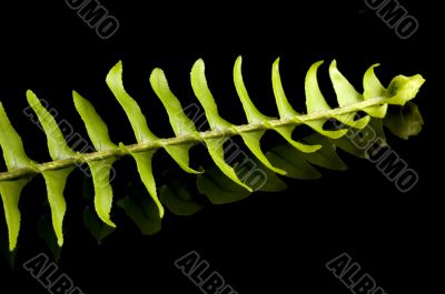 Fern