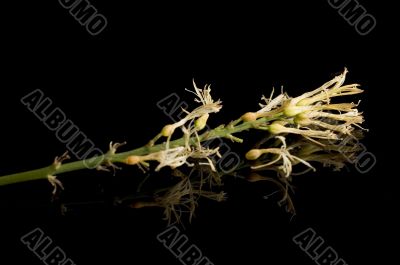 Small Flowers