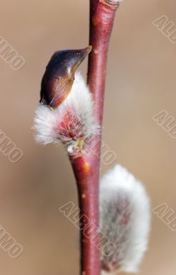 pussy-willow