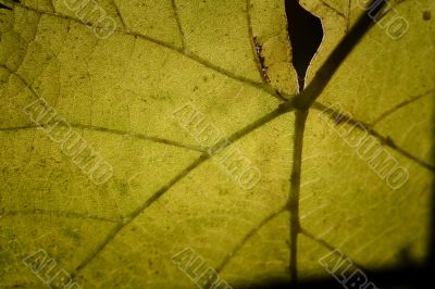 Beautiful background leave