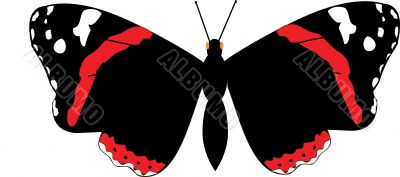 Red Admiral
