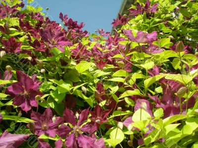 lush clematis