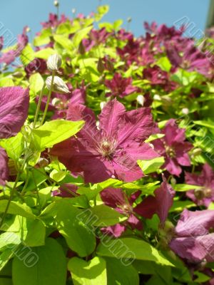 blossoming clematis