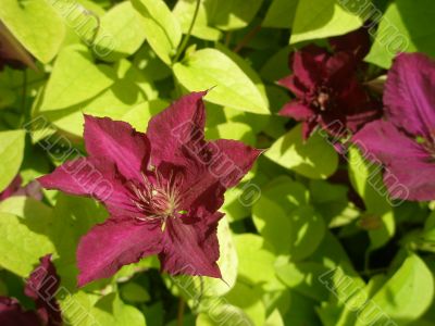 clematis flower