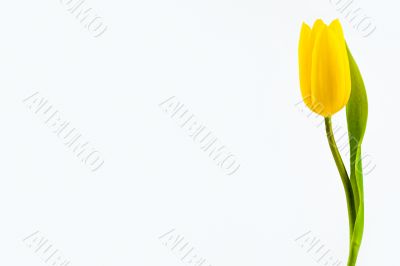 Yellow tulip