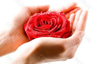 Rose in hand