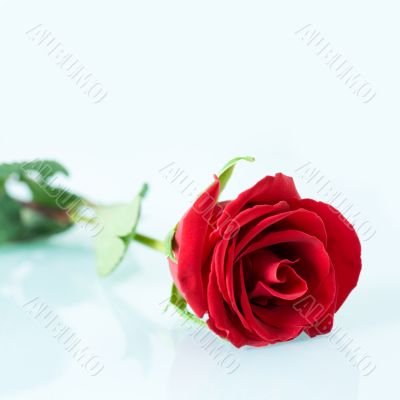Beautiful rose