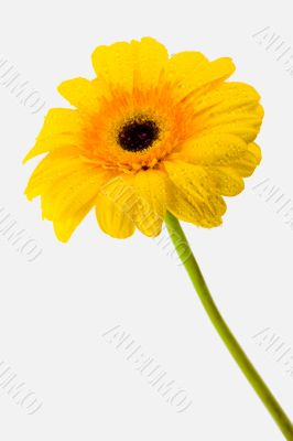 Yellow daisy
