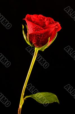 Single rose