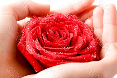 Rose in hands