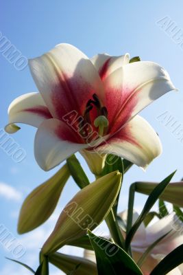 Rred-white lily