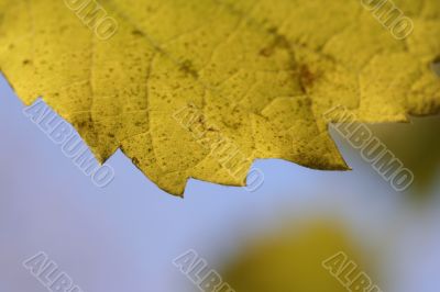 Beautiful background leave