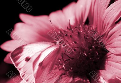 Red flower with a butterfly