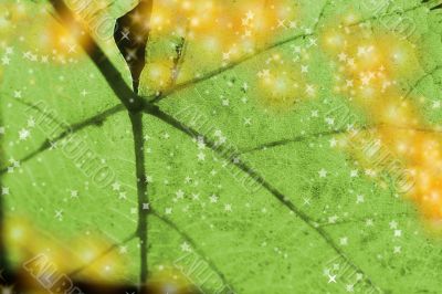 Beautiful background leave