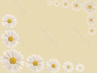 Daisy background