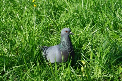 Pigeons in the grass