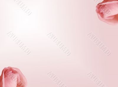 Roses background
