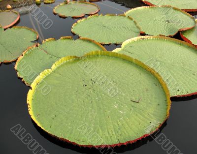 Water-platter