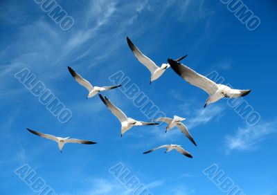 Seagulls