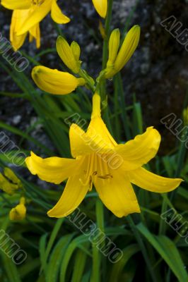 Yellow flowers