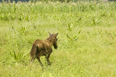 Foal